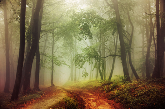 If These Trees Could Talk LXXXII.